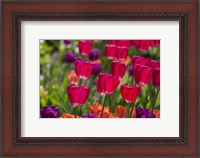 Framed Bright Spring Tulips 1
