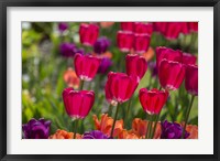 Framed Bright Spring Tulips 1