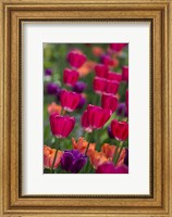 Framed Bright Spring Tulips 2
