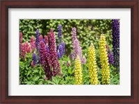 Framed Colorful Lupines