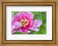 Framed Pink Mountain Peony
