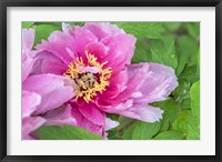 Framed Pink Mountain Peony