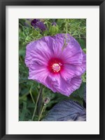 Framed Pink Hibiscus