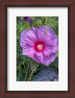 Framed Pink Hibiscus