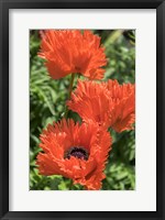 Framed Orange Oriental Poppies