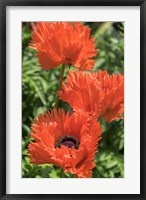 Framed Orange Oriental Poppies