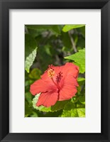 Framed Hibiscus, New Smyrna Beach, Florida