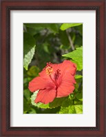Framed Hibiscus, New Smyrna Beach, Florida