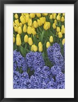 Framed Hyacinth And Yellow Tulips In Garden, Las Vegas