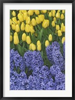 Framed Hyacinth And Yellow Tulips In Garden, Las Vegas