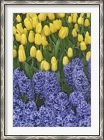 Framed Hyacinth And Yellow Tulips In Garden, Las Vegas