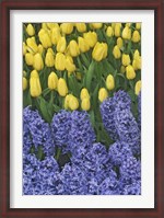 Framed Hyacinth And Yellow Tulips In Garden, Las Vegas