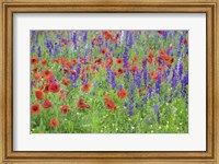 Framed Poppy Field, Mount Olive, North Carolina