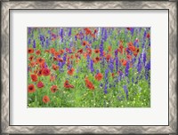 Framed Poppy Field, Mount Olive, North Carolina