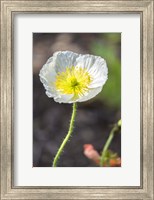 Framed White Poppy Garden