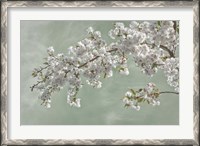 Framed Cherry Tree Blossoms In Spring, Seabeck, Washington State