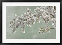 Framed Cherry Tree Blossoms In Spring, Seabeck, Washington State