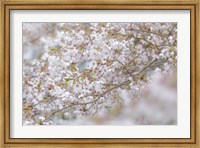 Framed Cherry Tree Blossoms, Seabeck, Washington State