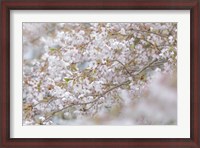 Framed Cherry Tree Blossoms, Seabeck, Washington State