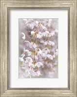 Framed Cherry Tree Blossoms Close-Up, Seabeck, Washington State
