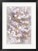Framed Cherry Tree Blossoms Close-Up, Seabeck, Washington State