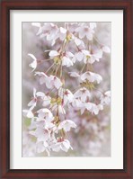 Framed Cherry Tree Blossoms Close-Up, Seabeck, Washington State