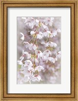 Framed Cherry Tree Blossoms Close-Up, Seabeck, Washington State