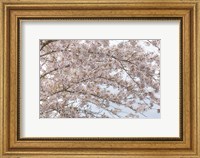 Framed Cherry Tree Blossoms, Washington State