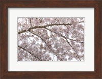 Framed Cherry Tree Blossoms, Seabeck, Washington State