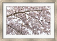 Framed Cherry Tree Blossoms, Seabeck, Washington State