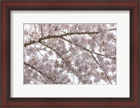 Framed Cherry Tree Blossoms, Seabeck, Washington State