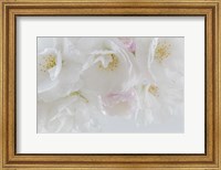 Framed Cherry Tree Blossoms Close-Up, Washington State