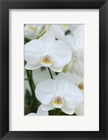 Framed White Orchid Blooms