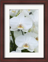 Framed White Orchid Blooms