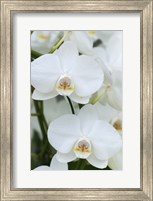 Framed White Orchid Blooms