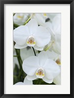 Framed White Orchid Blooms