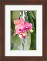 Framed Orchid, USA