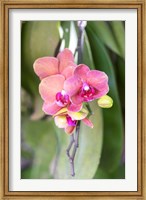 Framed Orchid, USA