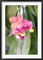 Framed Orchid, USA