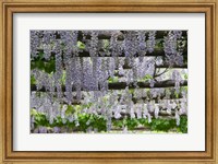 Framed Spring Blossoms, Capri, Campania, Italy