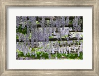 Framed Spring Blossoms, Capri, Campania, Italy