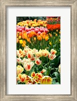 Framed Keukenhof Gardens, Lisse, Netherlands