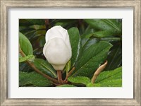 Framed Saucer Magnolia