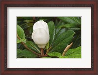 Framed Saucer Magnolia