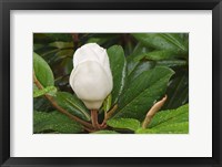 Framed Saucer Magnolia