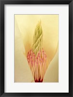 Framed Closeup of Yulan Magnolia blossom