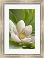 Framed Magnolia Tree Flower Blossom