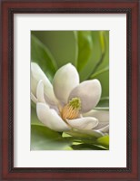Framed Magnolia Tree Flower Blossom