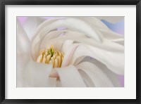 Framed Detail of star magnolia flower