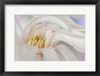 Framed Detail of star magnolia flower